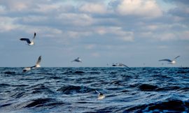Marine Physicist and IOW Boss Warns: Baltic Sea under Threat