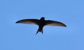 Swift Language 5.8 Prepares for Upcoming Release