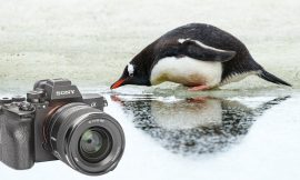 Adventures in Antarctica with the Sony A7R V: Impressive Autofocus, but Frustrating Limitations