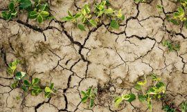Coping with Drought: The Integration of Irrigation and Cultivation in Farming