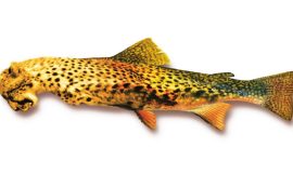 C’t Launches Search for the Hommingberg Cheetah Trout in 2005