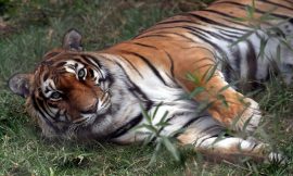 Sonora Police Launch Search for Stolen Bengal Tiger
