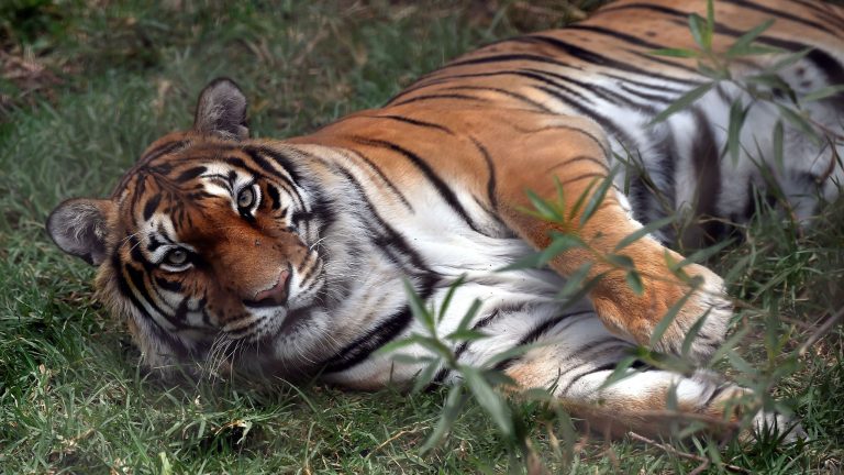 Read more about the article Sonora Police Launch Search for Stolen Bengal Tiger