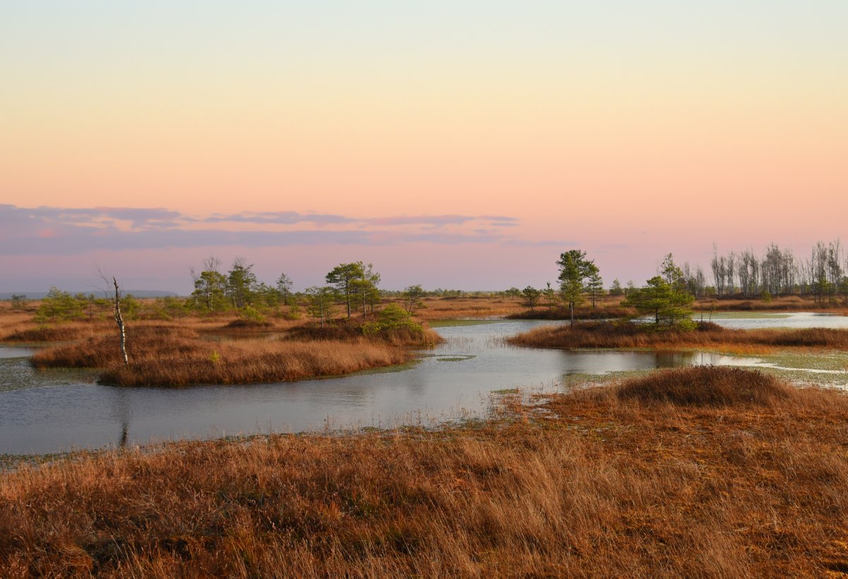 Study: Wetlands emit up to 1.4 million tons more methane per year
