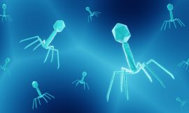Unleashing the Power of Phages: How Viruses Combat Antibiotic Resistance