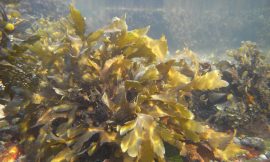 Algae: A 1 Million Square Kilometer CO2 Storage Solution in the Pacific
