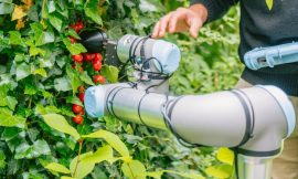 ChatGPT Creates Revolutionary Tomato-Picking Robot