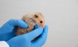Hamsters Successfully Protected from Covid-19 Infection with Nose Drops Live Vaccine