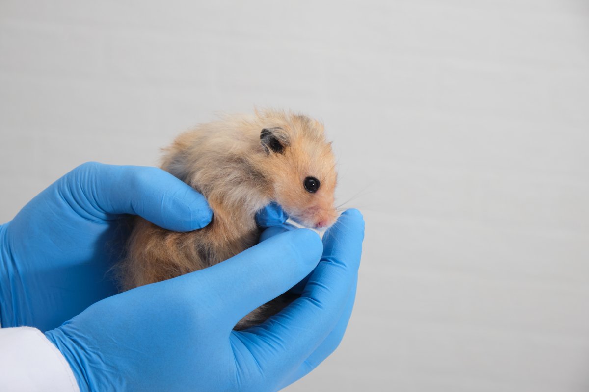 Covid-19: Nose drops live vaccine protects hamsters from infection