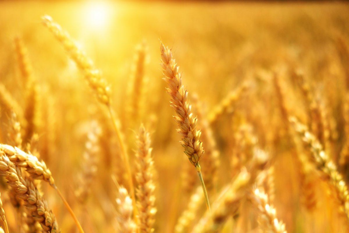 Genetic engineering easing for crops: "Overdue, but not a sure-fire success"