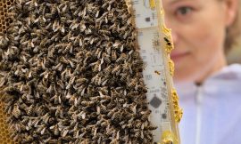 Sensor Technology and Robotics Revolutionizing Bee Colony Management