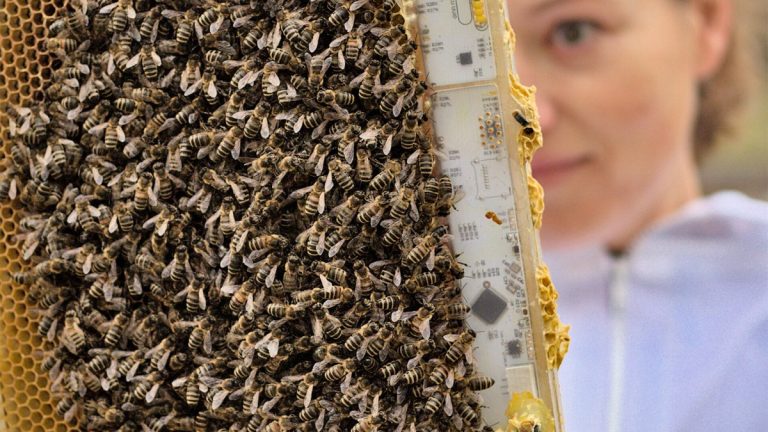Read more about the article Sensor Technology and Robotics Revolutionizing Bee Colony Management