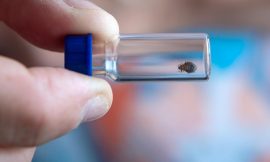 Paris City Hall demands that the State takes action against bedbugs