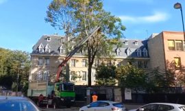 Nine century-old trees cut down at the Curie Institute, which still fears its destruction.