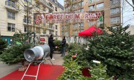 Christmas Trees Sold on Parisian Sidewalks: Unfair Competition for Florists?