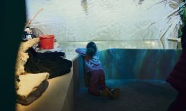 Saving Joba Mena: An Immersive and Playful Investigation at the Paris Tropical Aquarium
