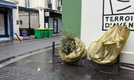 In Paris, Christmas trees left on the sidewalk a month after Christmas: what solutions for the procrastinators?