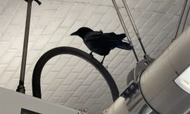 The crow of the metro finally extracted and released near Père-Lachaise