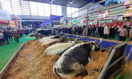 The Vosges breed showcased at the Paris agricultural show