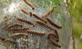 Invasion of Processionary Caterpillars in Paris and Île-de-France: How to Protect Yourself